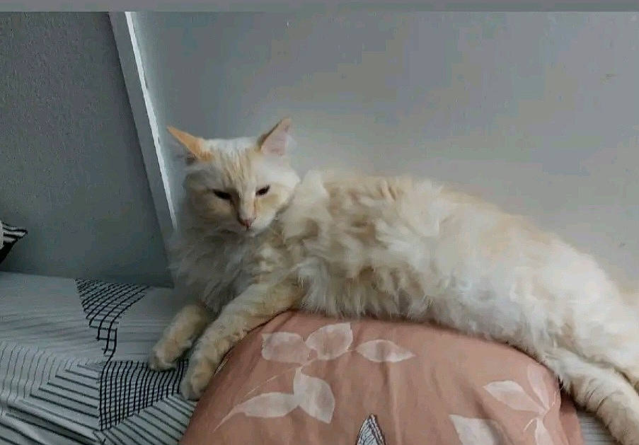 Tommy participe au concours pour gagner de l'argent avec cette photo : carnivore, cat, cat_bed, claw, comfort, couch, domestic_short_haired_cat, fawn, felidae, fur, paw, small_to_medium_sized_cats, tail, whiskers