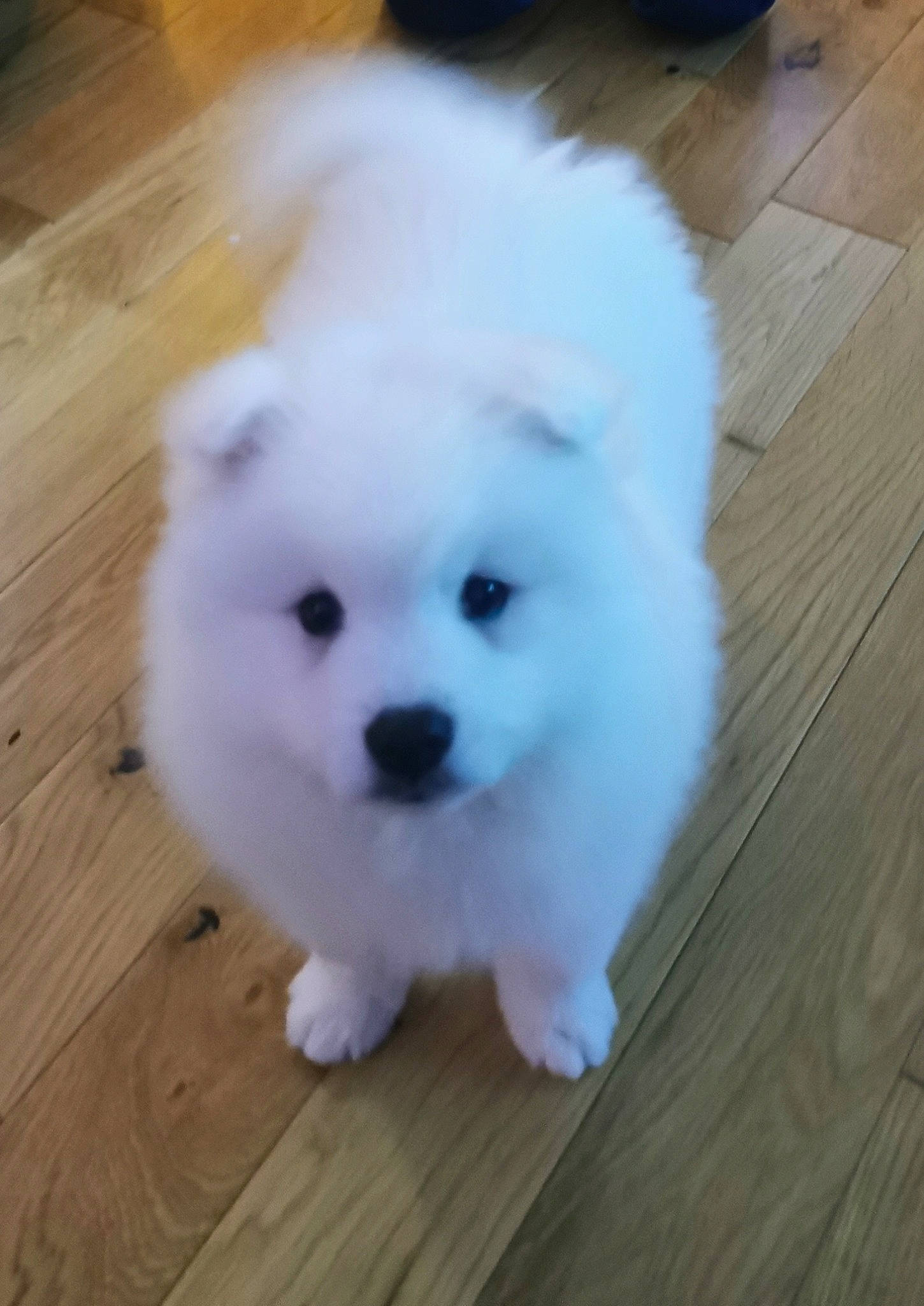 Lumi joined the competition — help win amazing prizes! canidae, carnivore, companion_dog, dog, dog_breed, fawn, flooring, fur, hardwood, maltepoo, plank, snout, sporting_group, toy_dog, varnish, whiskers, wood, wood_flooring, wood_stain, working_animal