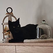 Ulysse participe au concours pour gagner de l'argent avec cette photo : black_cat, cat, animal, pet, wooden_surface, lantern, flower, glass_cloche, plant, decor, indoor, furniture, table, resting, still_life, shadow, dim_light, neutral_background, domestic, cute