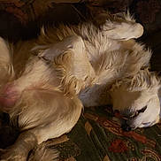 Patches M Gilhool joined the competition — help win amazing prizes! dog, lying_down, fluffy, tongue_out, paws_up, couch, indoor, relaxed, sleeping, pet, canine, fur, animal, resting, cozy, home, comfort, mammal, cute, domestic