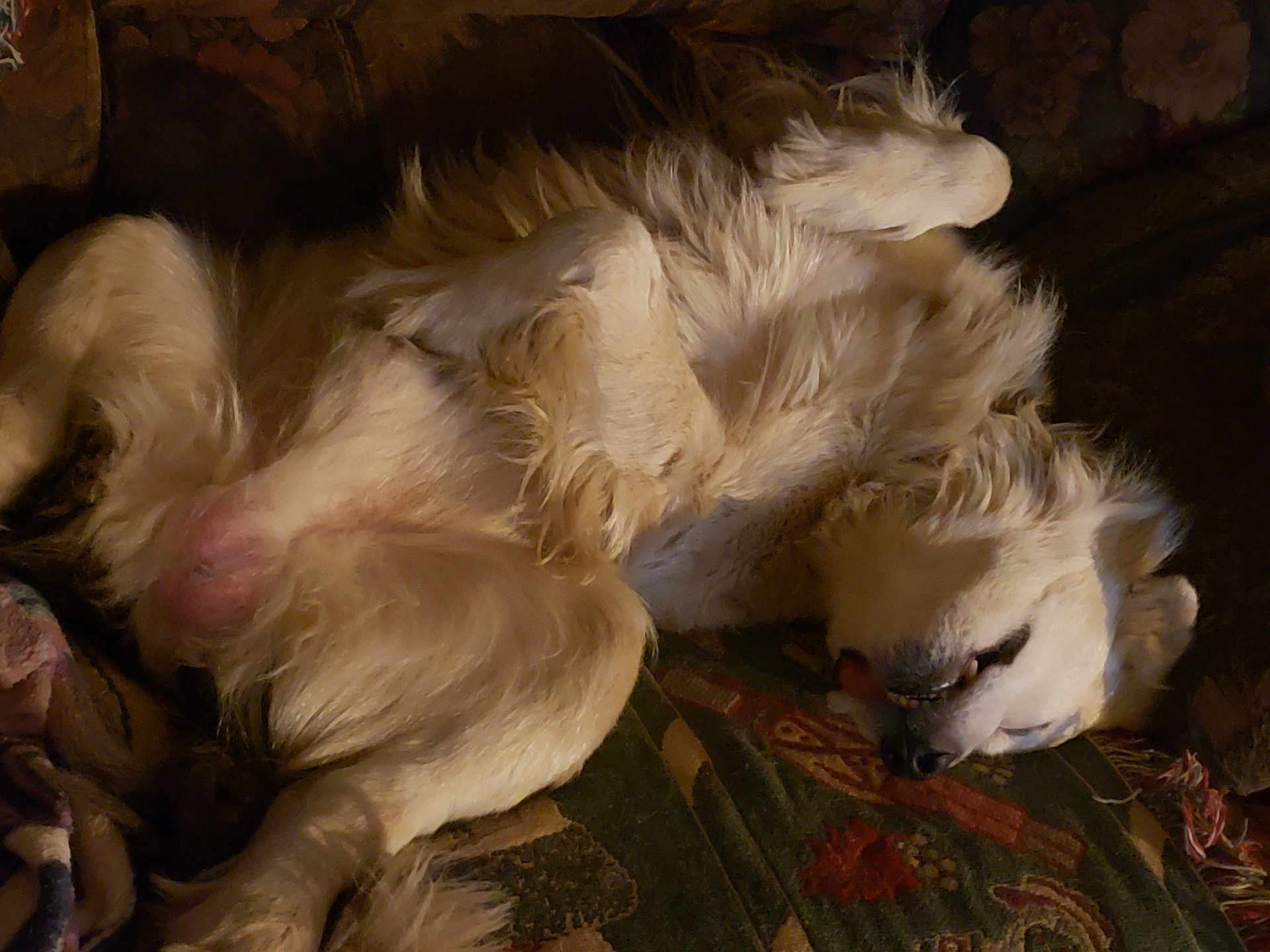 Patches M Gilhool joined the competition — help win amazing prizes! dog, lying_down, fluffy, tongue_out, paws_up, couch, indoor, relaxed, sleeping, pet, canine, fur, animal, resting, cozy, home, comfort, mammal, cute, domestic