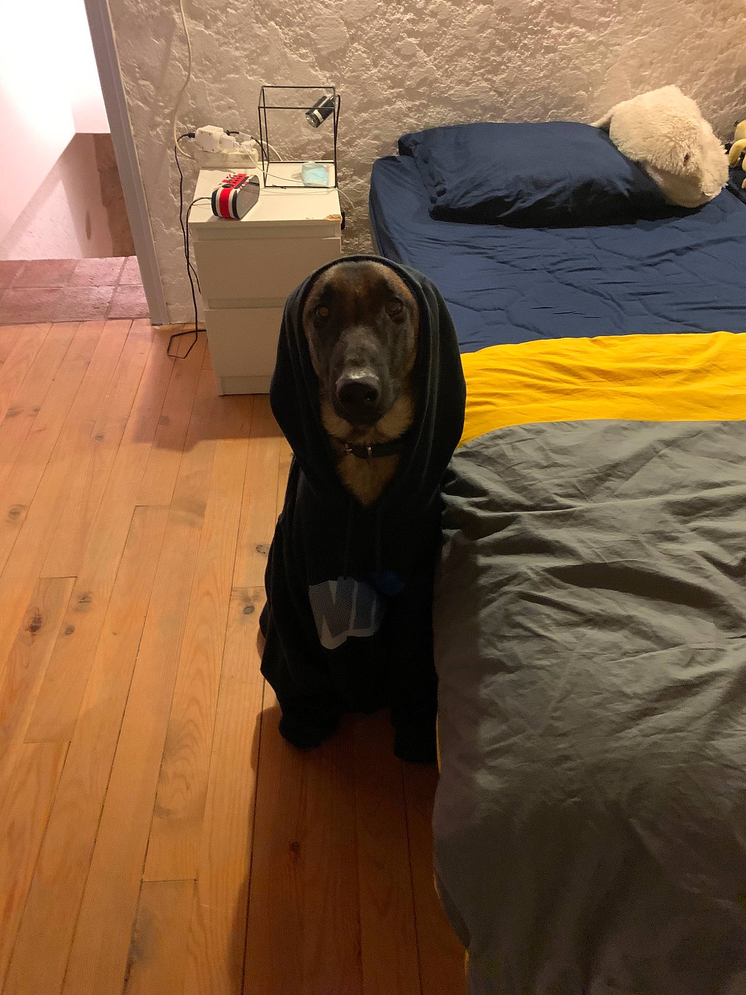 Jack a rejoint le concours — aidez-le/la à gagner de superbes lots ! beagador, canidae, carnivore, companion_dog, dog, dog_breed, floor, flooring, labrador_retriever, snout, sporting_group