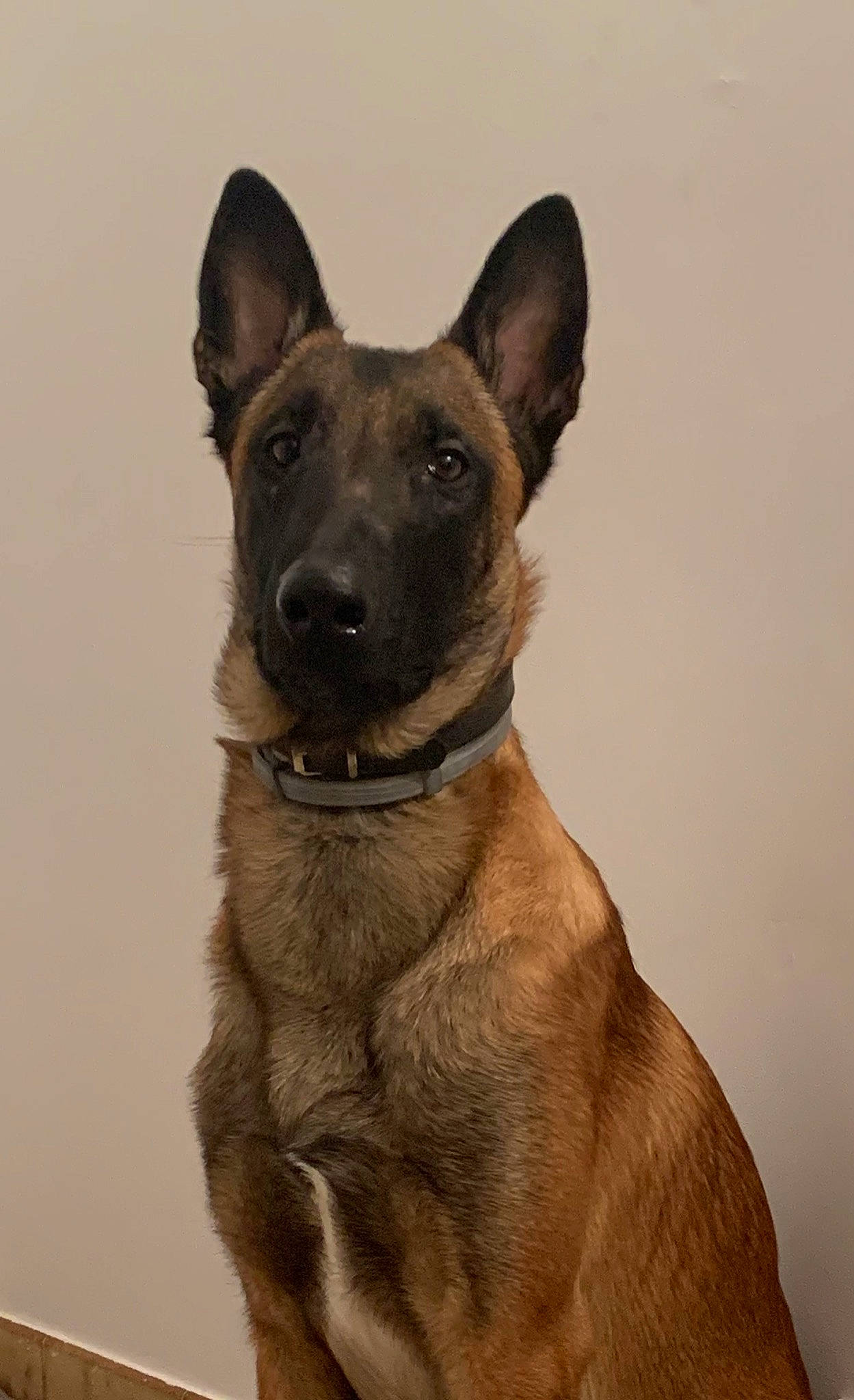 Jack a rejoint le concours — aidez-le/la à gagner de superbes lots ! belgian_shepherd, belgian_shepherd_malinois, canidae, carnivore, dog, dog_breed, dutch_shepherd_dog, fawn, formosan_mountain_dog, kunming_wolfdog, mammal, police_dog, rare_breed_dog, snout, tervuren, vertebrate