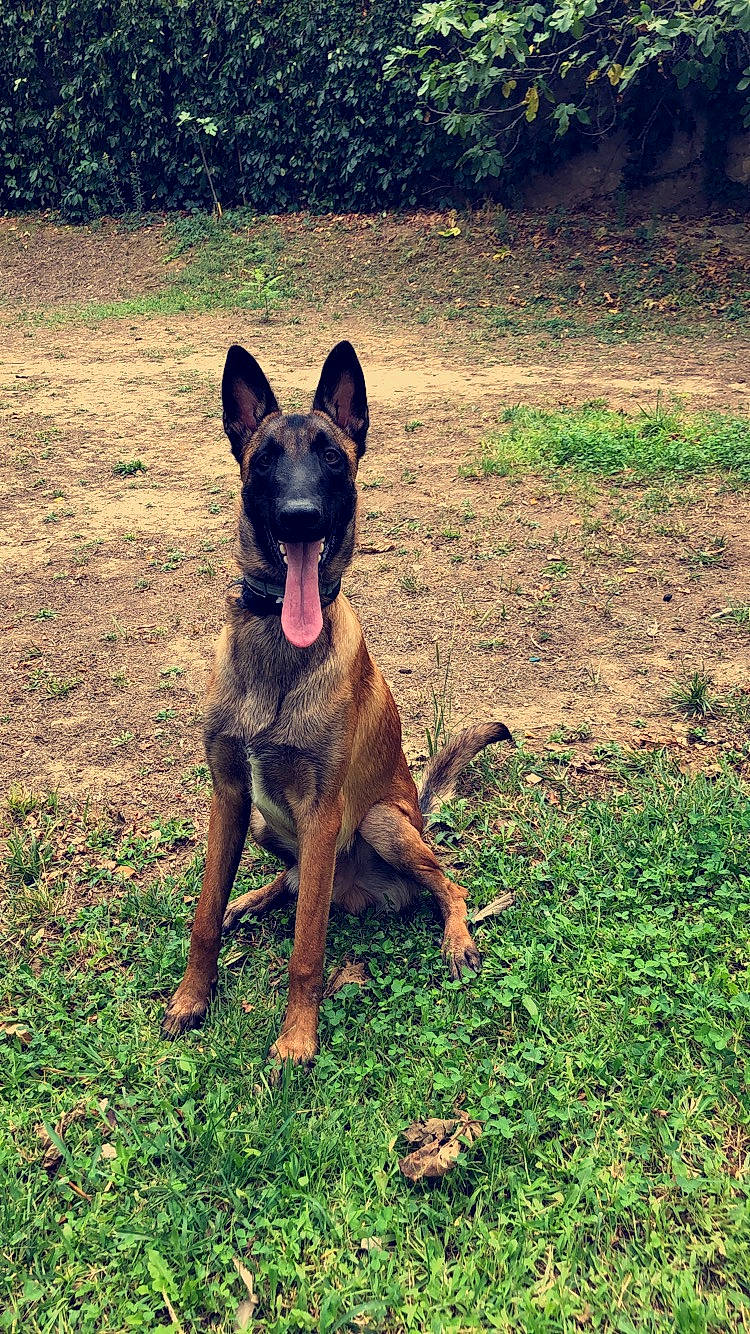 Jack a rejoint le concours — aidez-le/la à gagner de superbes lots ! belgian_shepherd, belgian_shepherd_malinois, canidae, carnivore, dog, dog_breed, dutch_shepherd_dog, fawn, german_shepherd_dog, herding_dog, kunming_wolfdog, mammal, plant, rare_breed_dog, vertebrate, working_dog