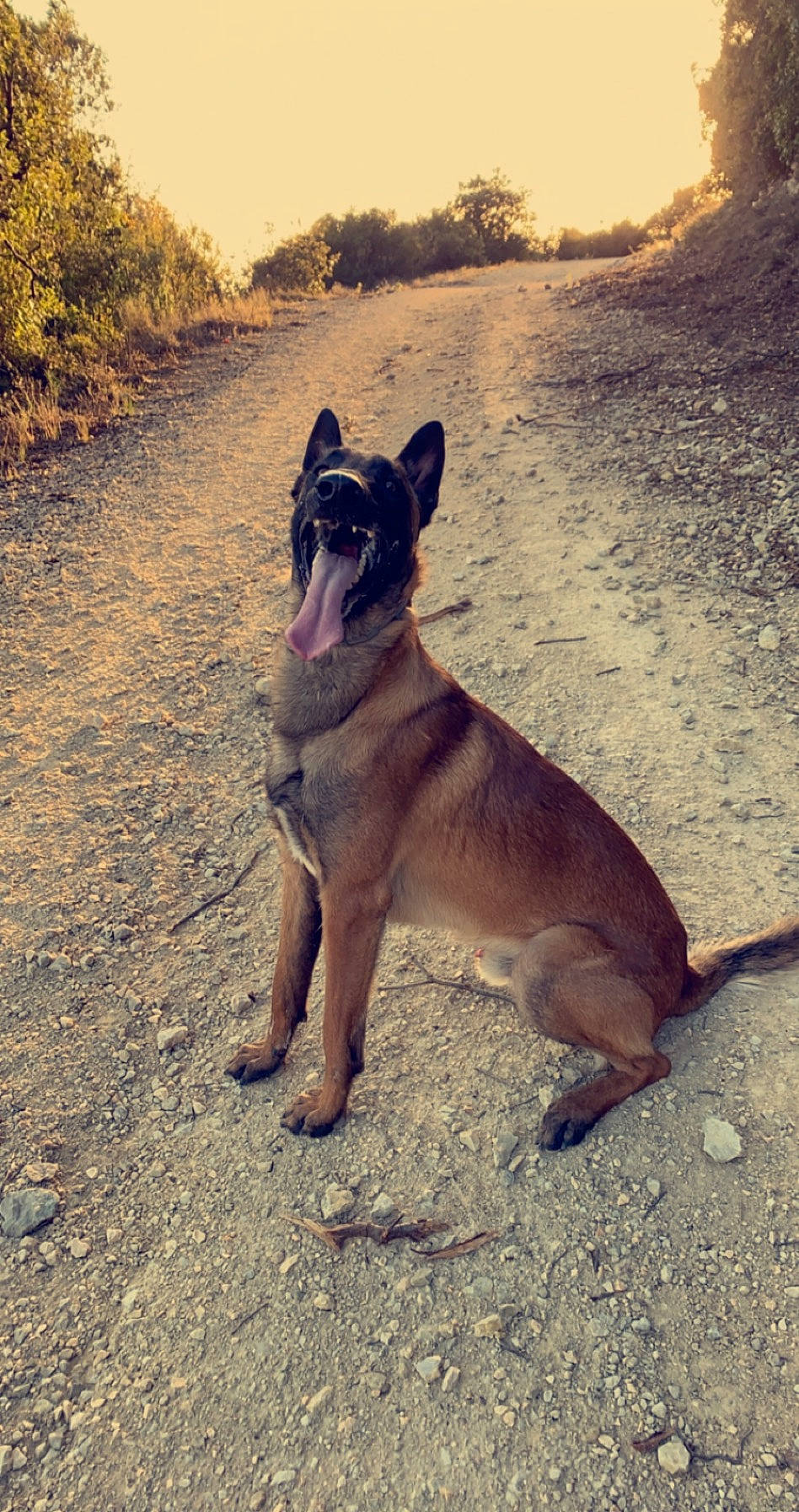 Jack a rejoint le concours — aidez-le/la à gagner de superbes lots ! belgian_shepherd, belgian_shepherd_malinois, canidae, carnivore, dog, dog_breed, fawn, german_shepherd_dog, mammal, snout, vertebrate