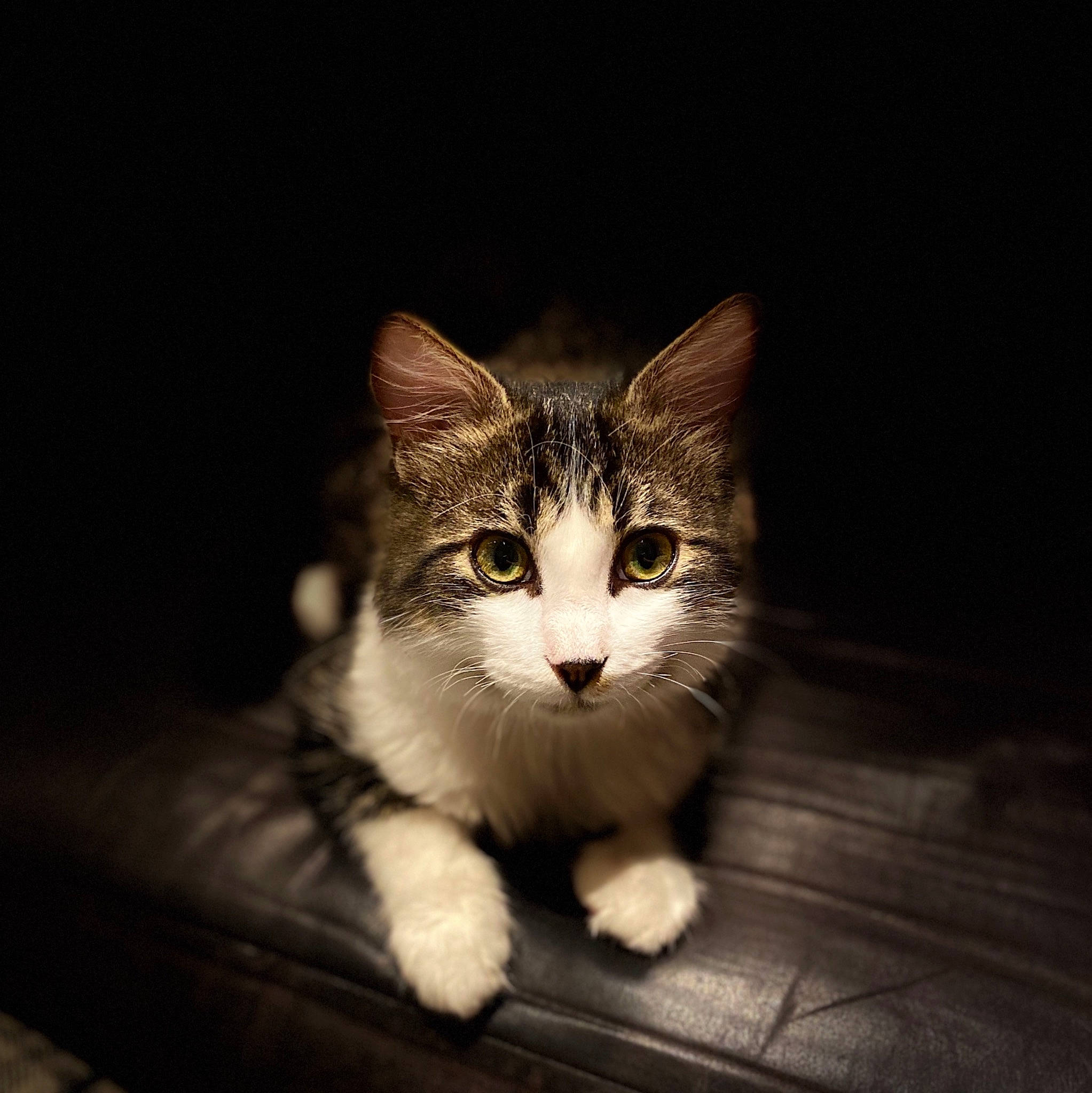 Ruby participe au concours pour gagner de l'argent avec cette photo : aegean_cat, american_wirehair, carnivore, cat, cloud, domestic_short_haired_cat, european_shorthair, eye, felidae, fur, kitten, night, nose, photography, sky, small_to_medium_sized_cats, snapshot, snout, tabby_cat, whiskers