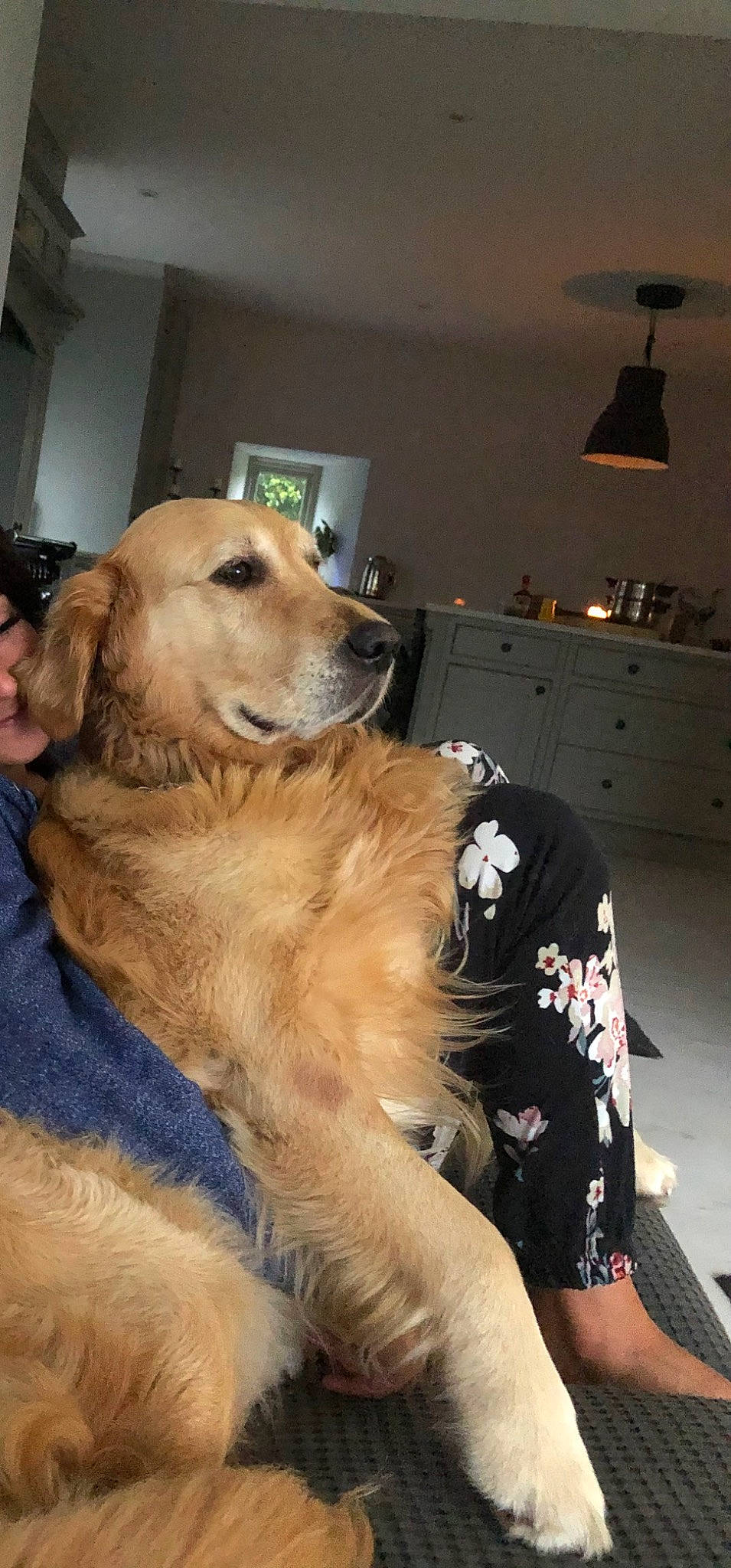 Milo is registered to the contest to win money with this photo: cabinetry, canidae, carnivore, chest, chest_of_drawers, companion_dog, dog, dog_breed, drawer, fawn, flooring, fur, guard_dog, lamp, lampshade, light_fixture, picture_frame, snout, sporting_group, working_dog