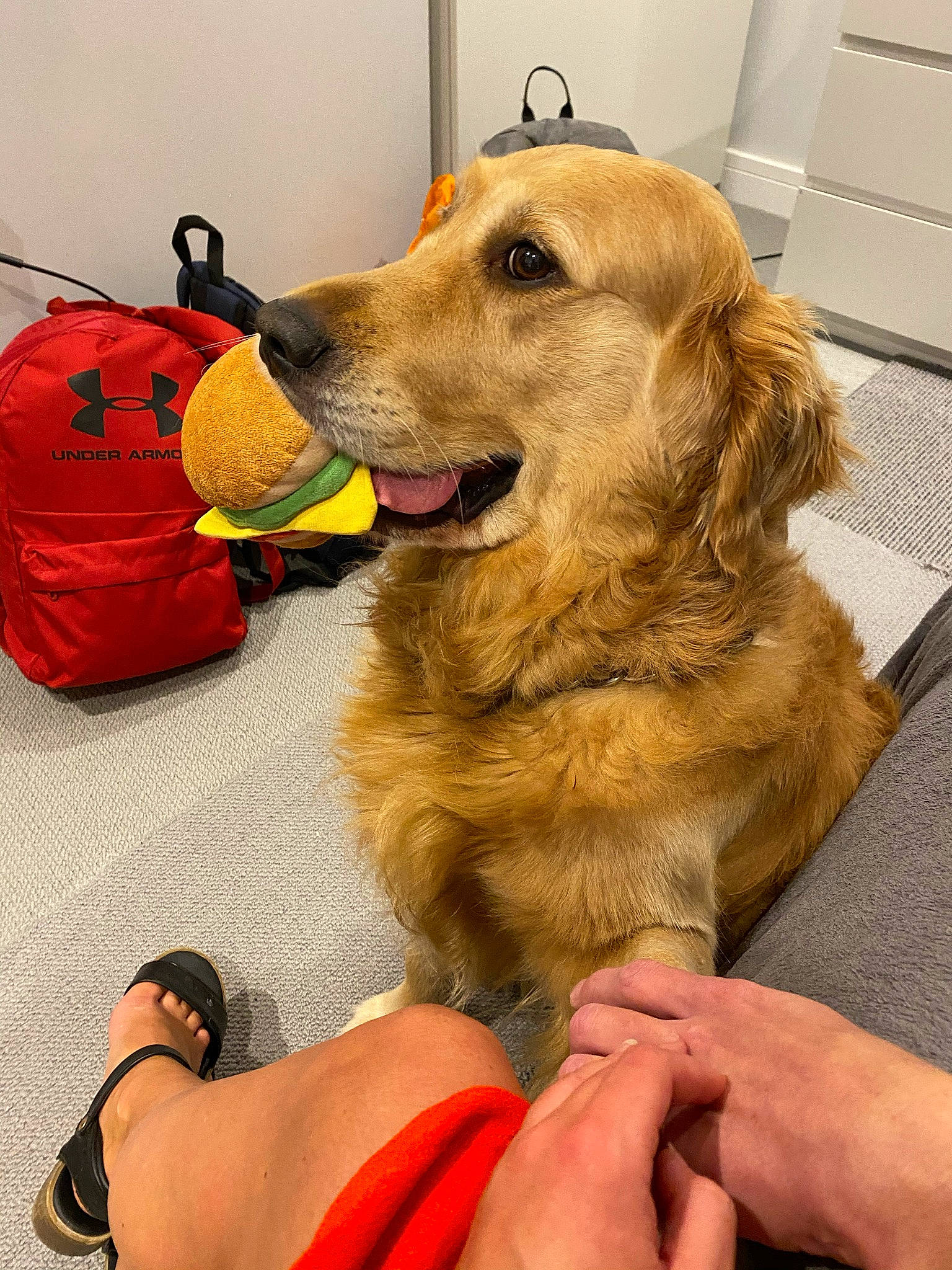 Milo is registered to the contest to win money with this photo: canidae, carnivore, collar, comfort, companion_dog, dog, dog_breed, dog_collar, dog_supply, fashion_accessory, fawn, flooring, fur, leash, paw, personal_protective_equipment, snout, sporting_group, working_animal, yellow