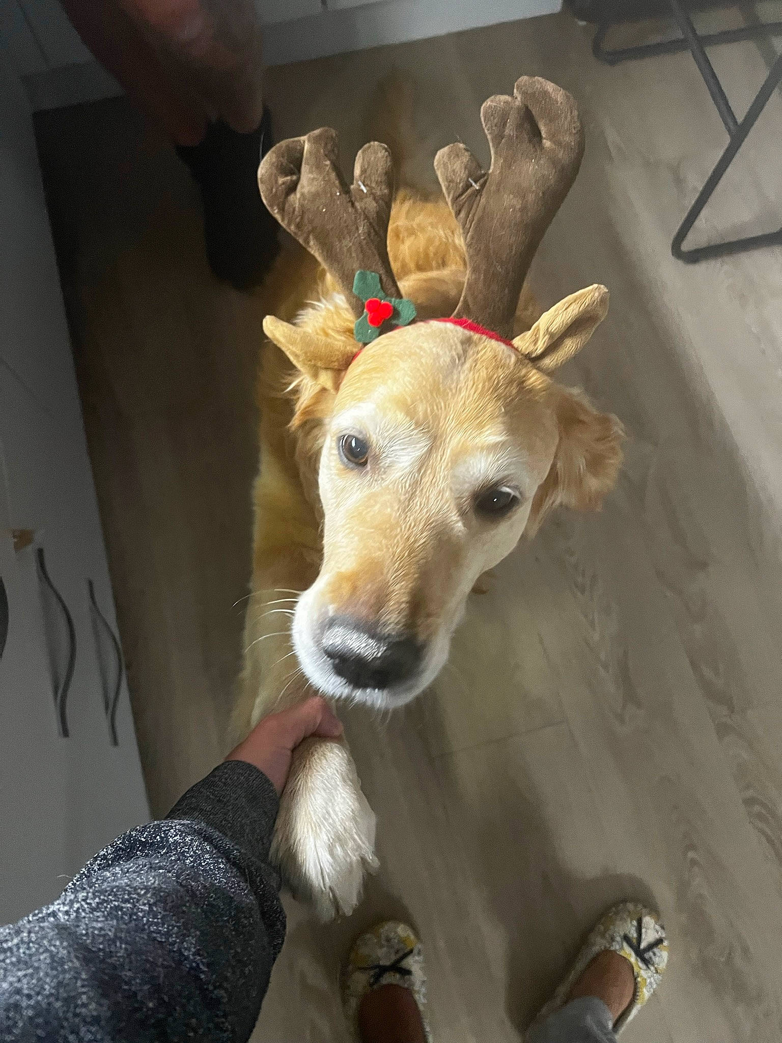 Milo is registered to the contest to win money with this photo: animal_product, antler, art, companion_dog, deer, dog, ear, event, fawn, fun, fur, horn, jaw, moose, reindeer, snout, table, tail, watch, wood