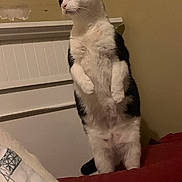 Cookie joined the competition — help win amazing prizes! cat, black_and_white, standing, bed, pillow, headboard, indoor, fur, ears, whiskers, wall, bedding, blanket, furniture, pet, curious, portrait, night, paws, domestic