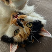 Wifi participe au concours pour gagner de l'argent avec cette photo : cat, calico_cat, paw, whiskers, eyes, feline, pet, playful, close_up, couch, upholstery, indoor, lying_down, portrait, furry, paw_pad, fur_pattern, tongue, upside_down, relaxation