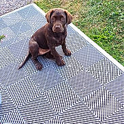 Abby participe au concours pour gagner de l'argent avec cette photo : adorable, animal, brown_dog, companion, cute, dog, domestic_animal, grass, greenery, labrador, looking_up, mat, nature, outdoor, path, patterned_mat, pet, puppy, sitting, young_dog