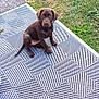 adorable, animal, brown_dog, companion, cute, dog, domestic_animal, grass, greenery, labrador, looking_up, mat, nature, outdoor, path, patterned_mat, pet, puppy, sitting, young_dog