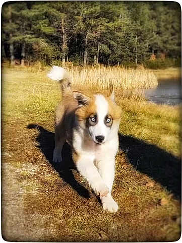 Willow Belle