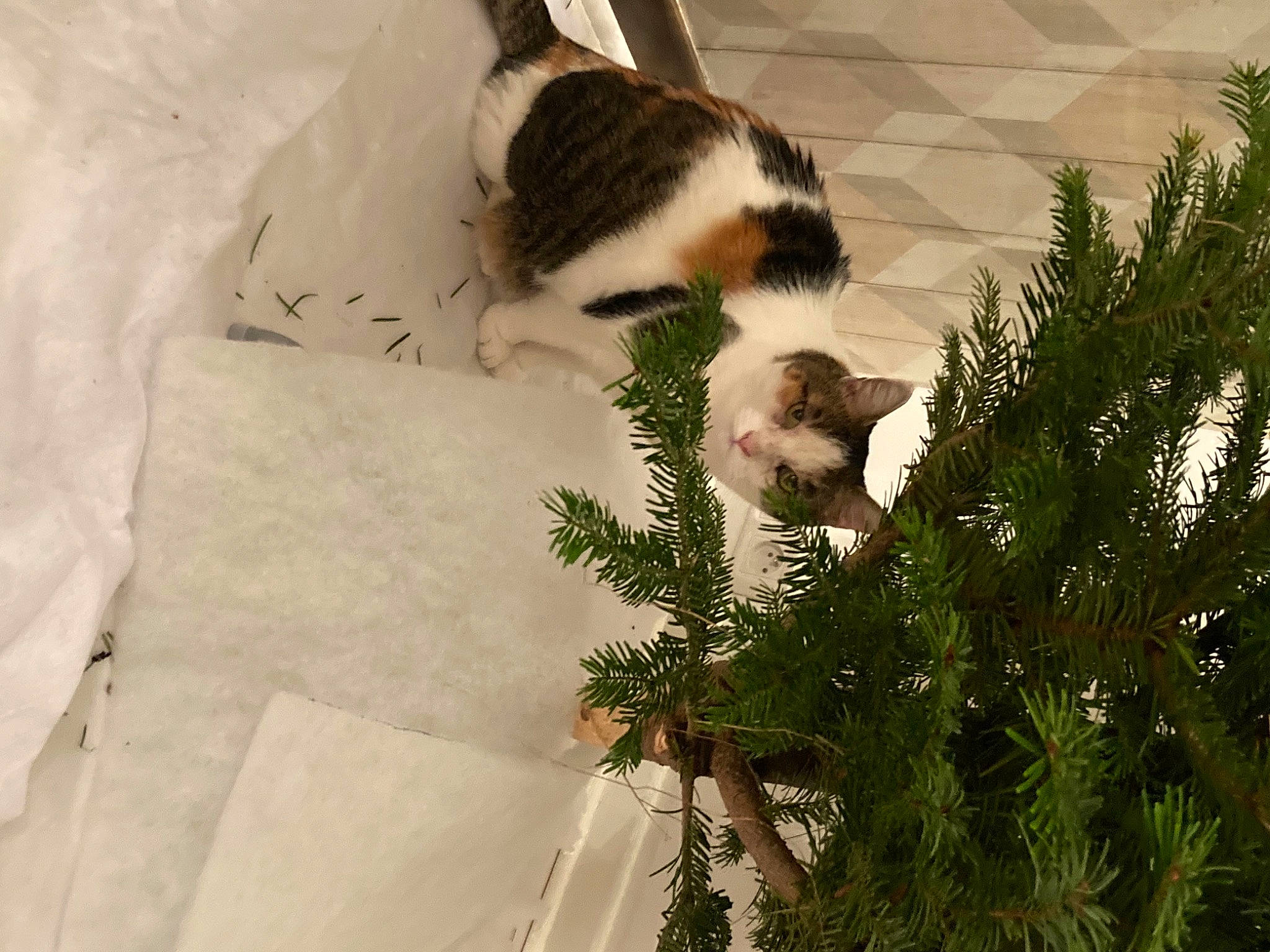 Duchesse a rejoint le concours — aidez-le/la à gagner de superbes lots ! carnivore, cat, companion_dog, conifer, domestic_short_haired_cat, event, evergreen, felidae, flooring, fur, grass, herb, plant, small_to_medium_sized_cats, tail, terrestrial_plant, tree, twig, whiskers, wood