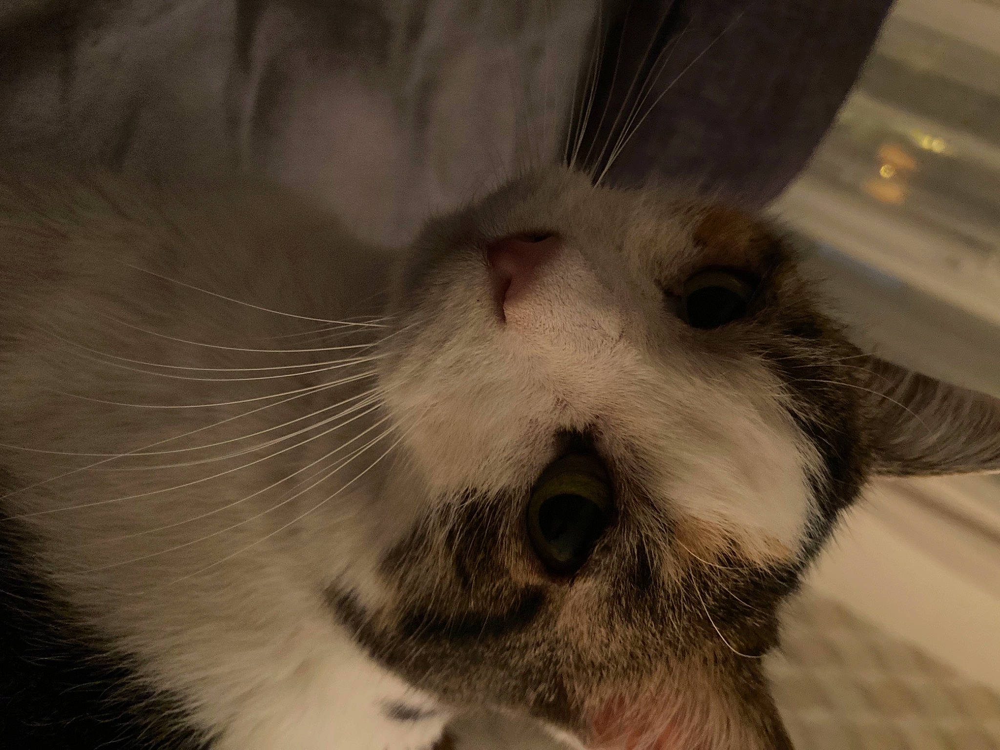 Duchesse a rejoint le concours — aidez-le/la à gagner de superbes lots ! balinese, carnivore, cat, claw, domestic_short_haired_cat, ear, eye, fang, felidae, fur, grey, paw, small_to_medium_sized_cats, snout, tail, terrestrial_animal, thai, whiskers, wildlife