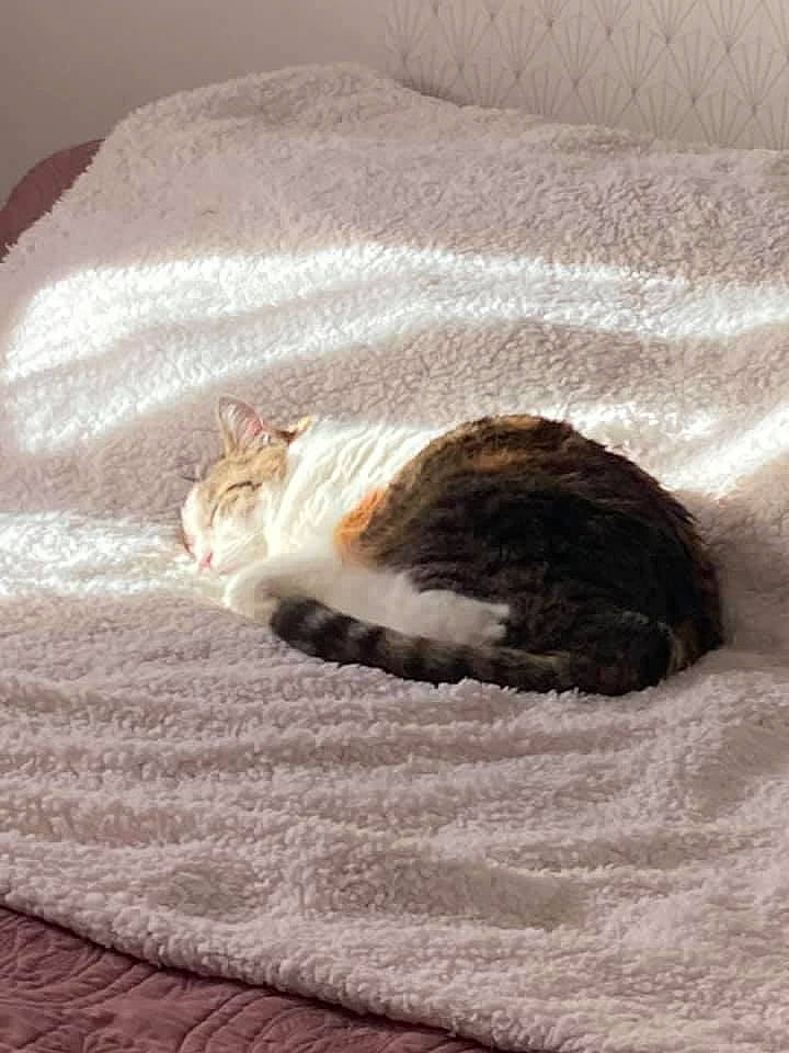 Duchesse