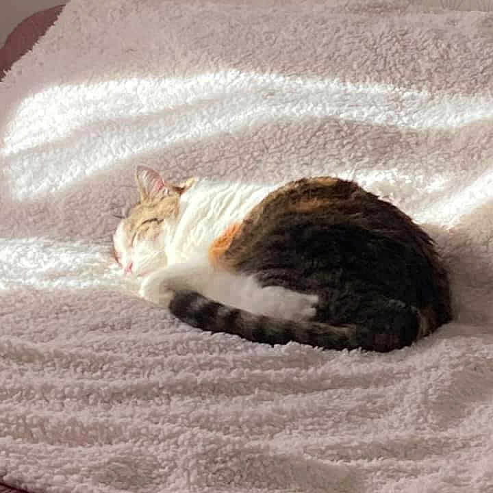 Duchesse