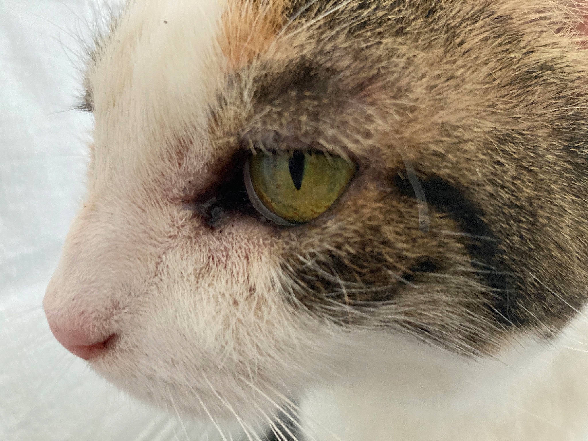 Duchesse participe au concours pour gagner de l'argent avec cette photo : carnivore, cat, close_up, domestic_short_haired_cat, felidae, fur, small_to_medium_sized_cats, snout, whiskers