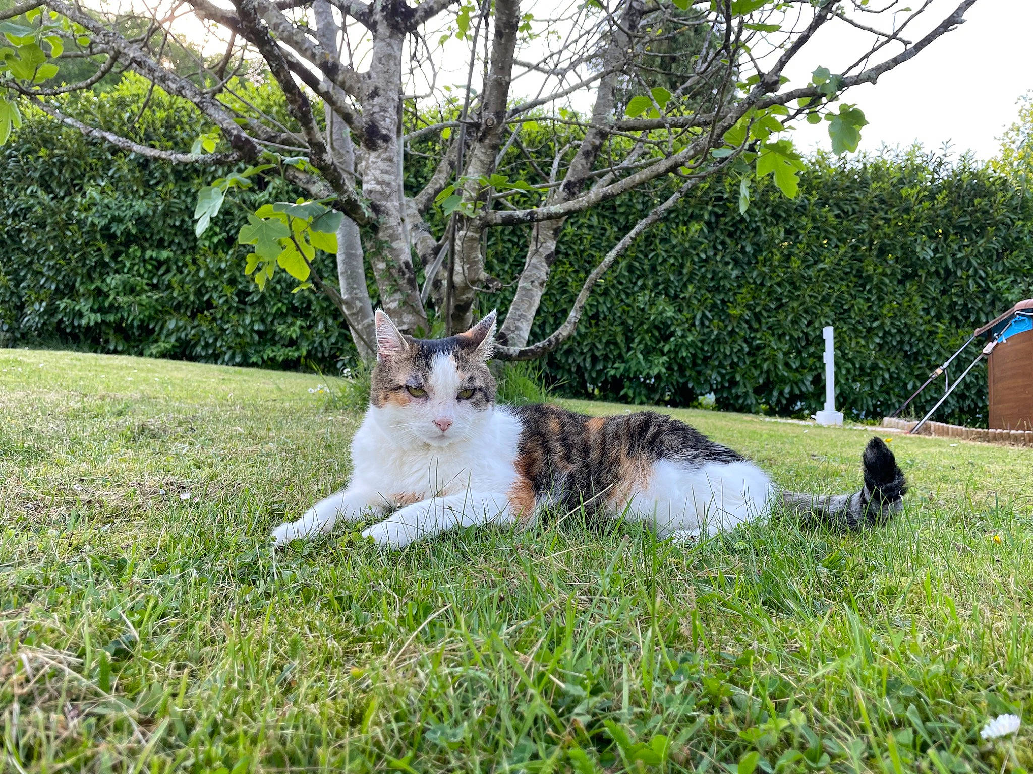 Duchesse