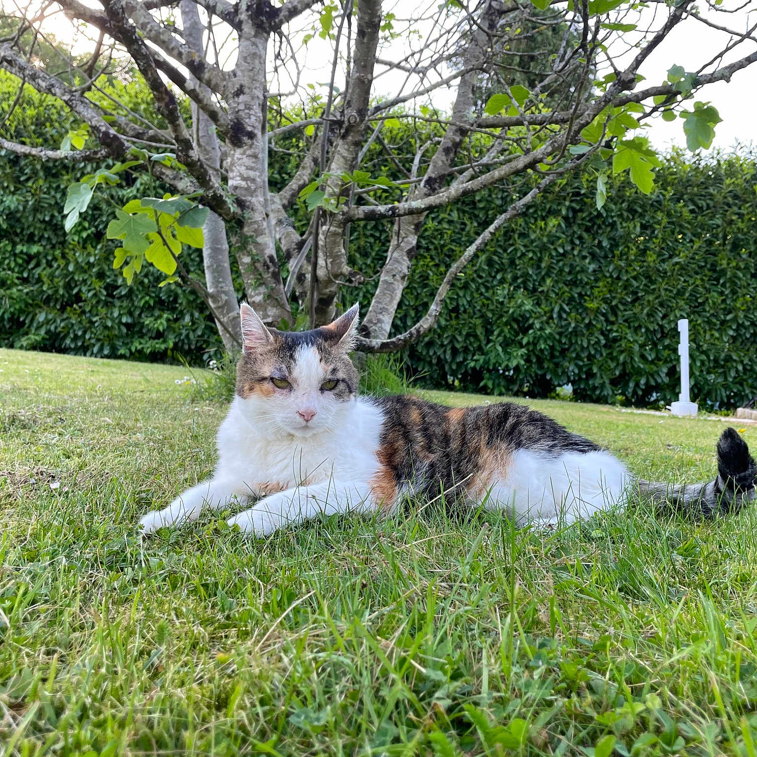 Duchesse