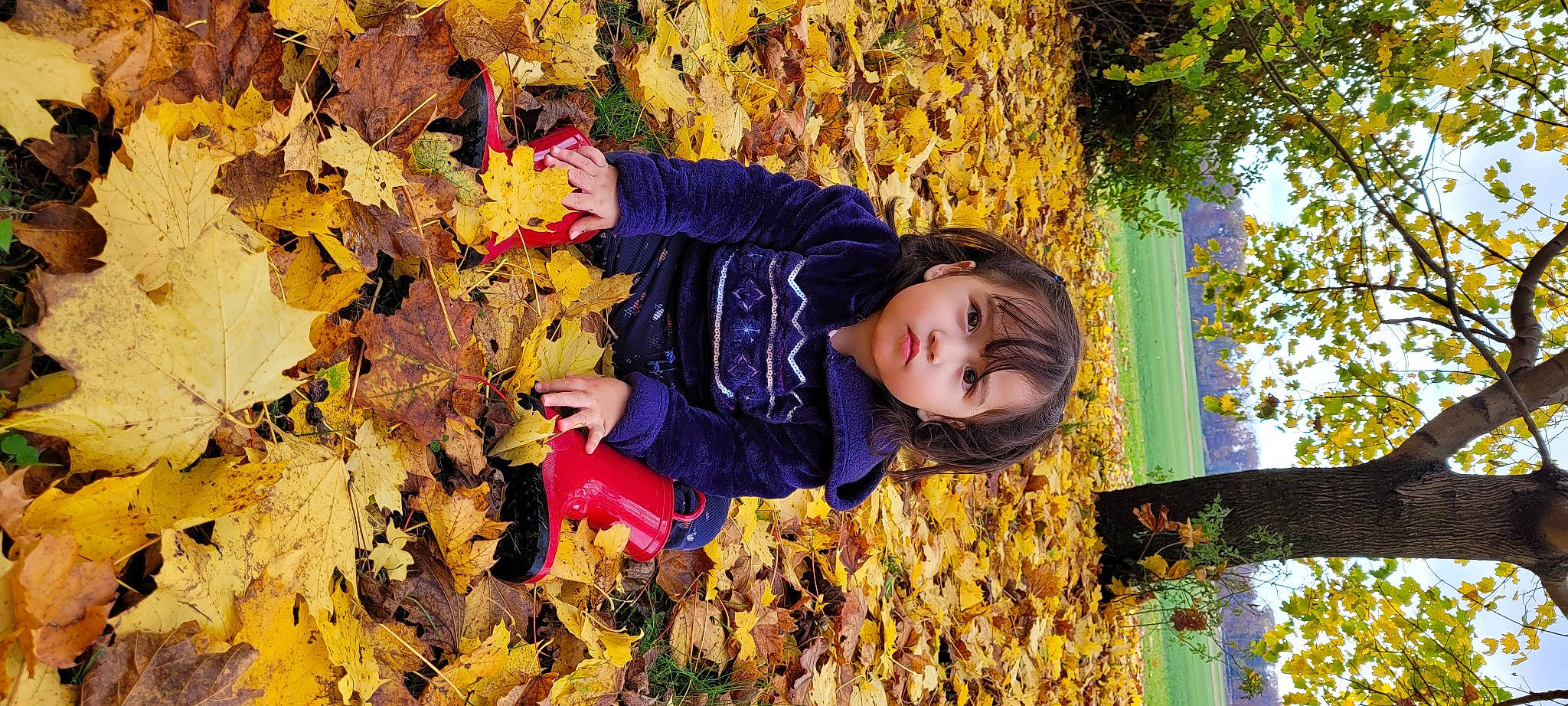 Diana joined the competition — help win amazing prizes! autumn, child, deciduous, forest, fun, grass, happy, leisure, natural_landscape, northern_hardwood_forest, people_in_nature, person, plant, toddler, tree, trunk, twig, wilderness, wood, woodland