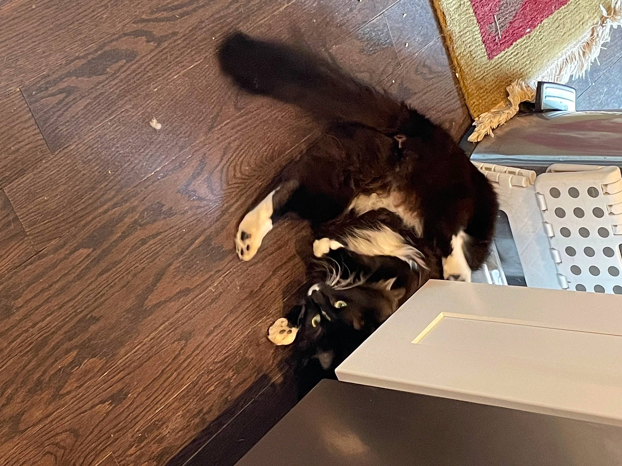 Oreo is registered to the contest to win money with this photo: brown, carnivore, cat, comfort, dog_breed, domestic_short_haired_cat, fawn, felidae, flooring, fur, hardwood, laminate_flooring, small_to_medium_sized_cats, sporting_group, tail, varnish, whiskers, wood, wood_flooring, wood_stain