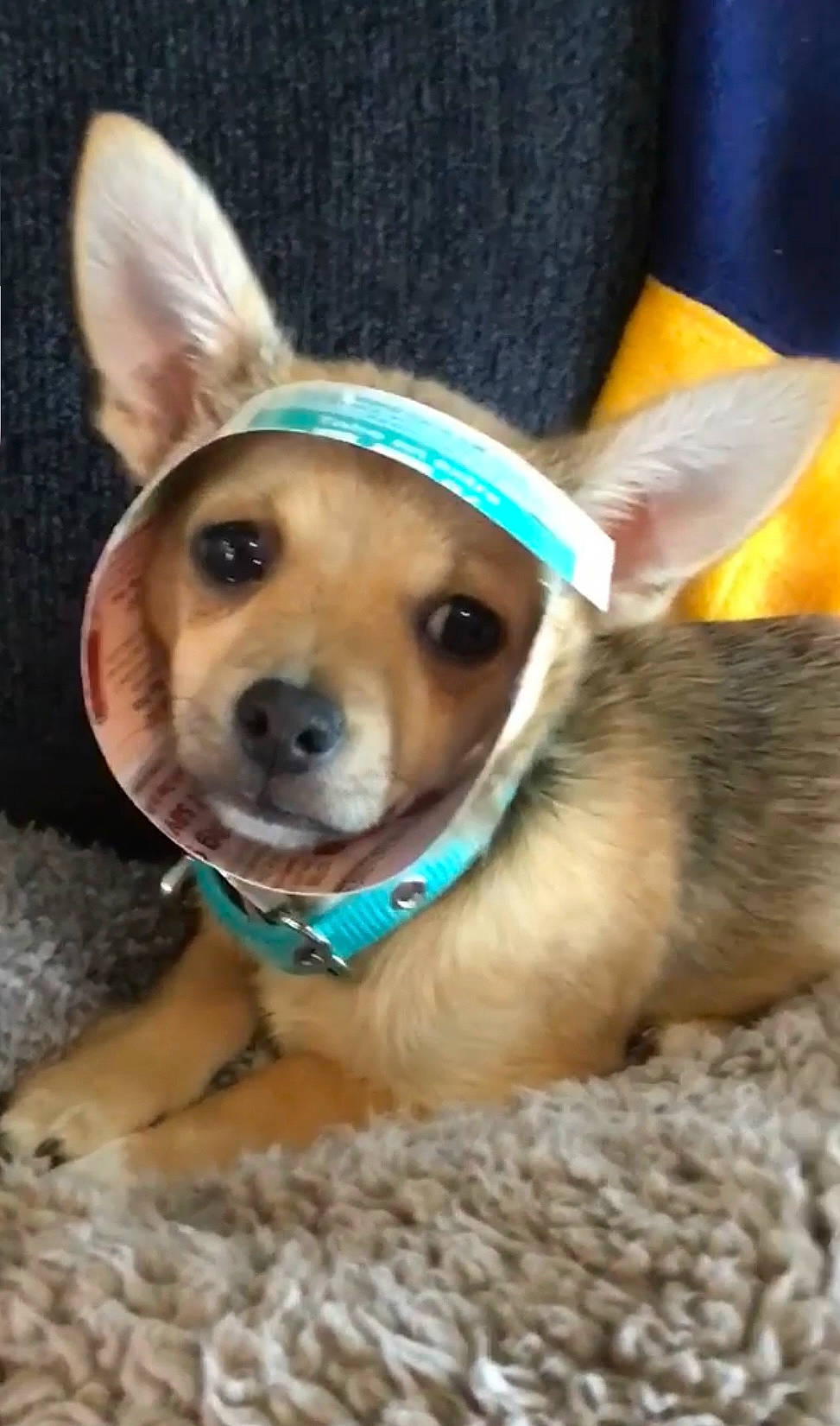 Bowie joined the competition — help win amazing prizes! canidae, carnivore, collar, companion_dog, dog, dog_breed, dog_clothes, dog_collar, dog_supply, ear, fashion_accessory, fawn, fur, head, leash, party_hat, snout, sporting_group, whiskers, working_animal