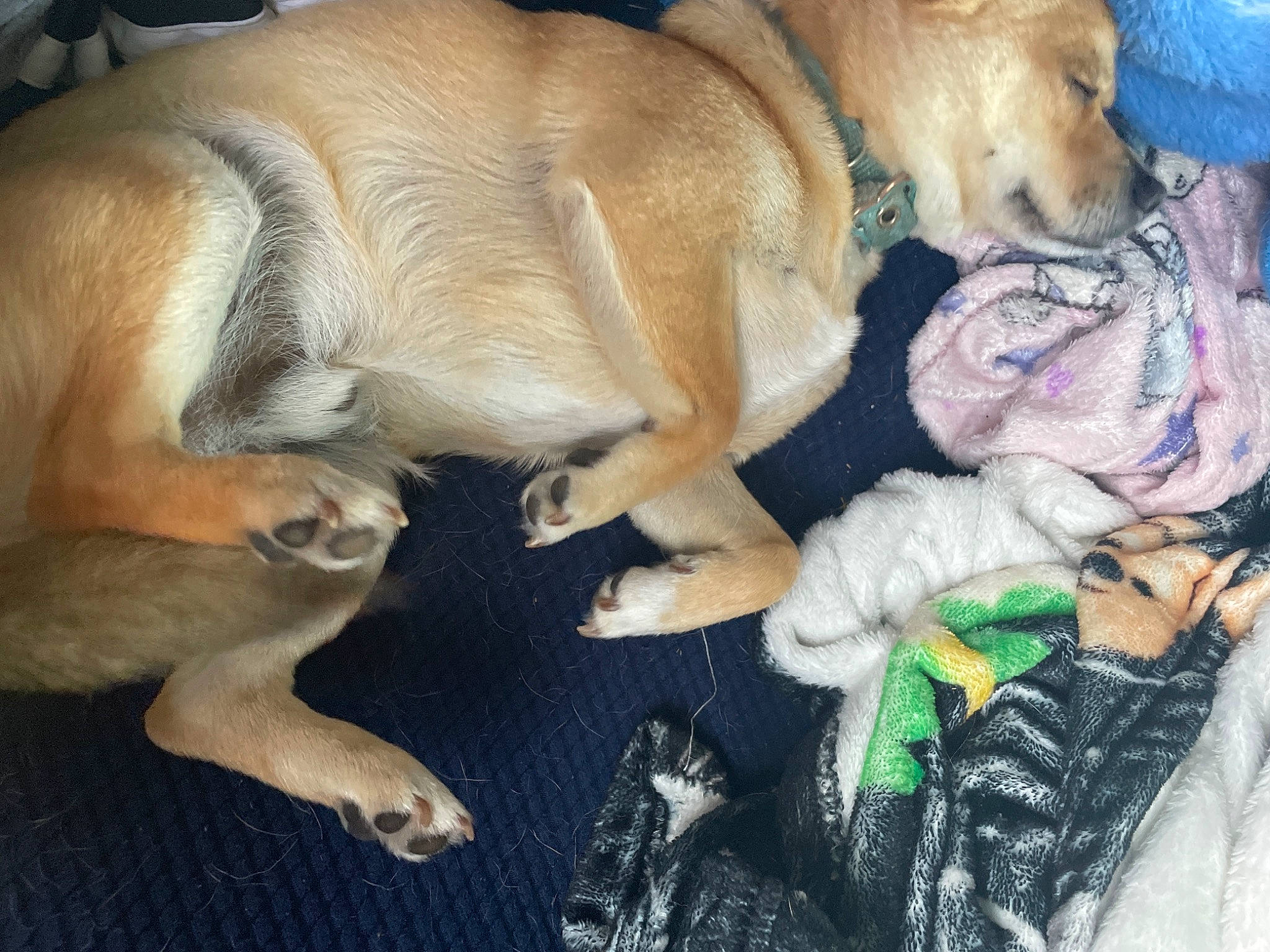 Bowie joined the competition — help win amazing prizes! canidae, carnivore, comfort, companion_dog, dog, dog_breed, dog_supply, fawn, fur, guard_dog, nap, non_sporting_group, paw, sleep, snout, sporting_group, tail, terrestrial_animal, whiskers, working_animal