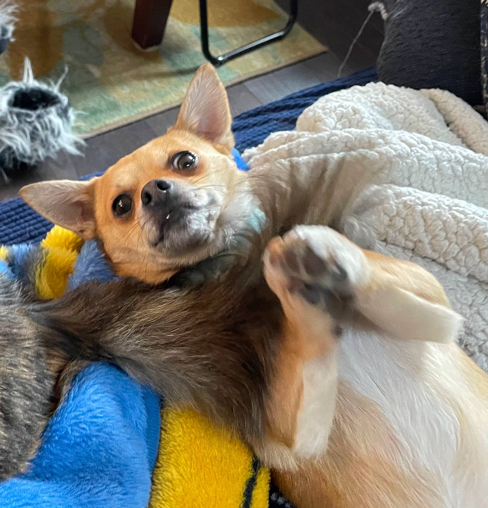 Bowie joined the competition — help win amazing prizes! carnivore, comfort, companion_dog, corgi_chihuahua, couch, dog, dog_breed, dog_supply, fawn, flowerpot, fur, mammal, paw, puppy, snout, tail, terrestrial_animal, toy_dog, whiskers