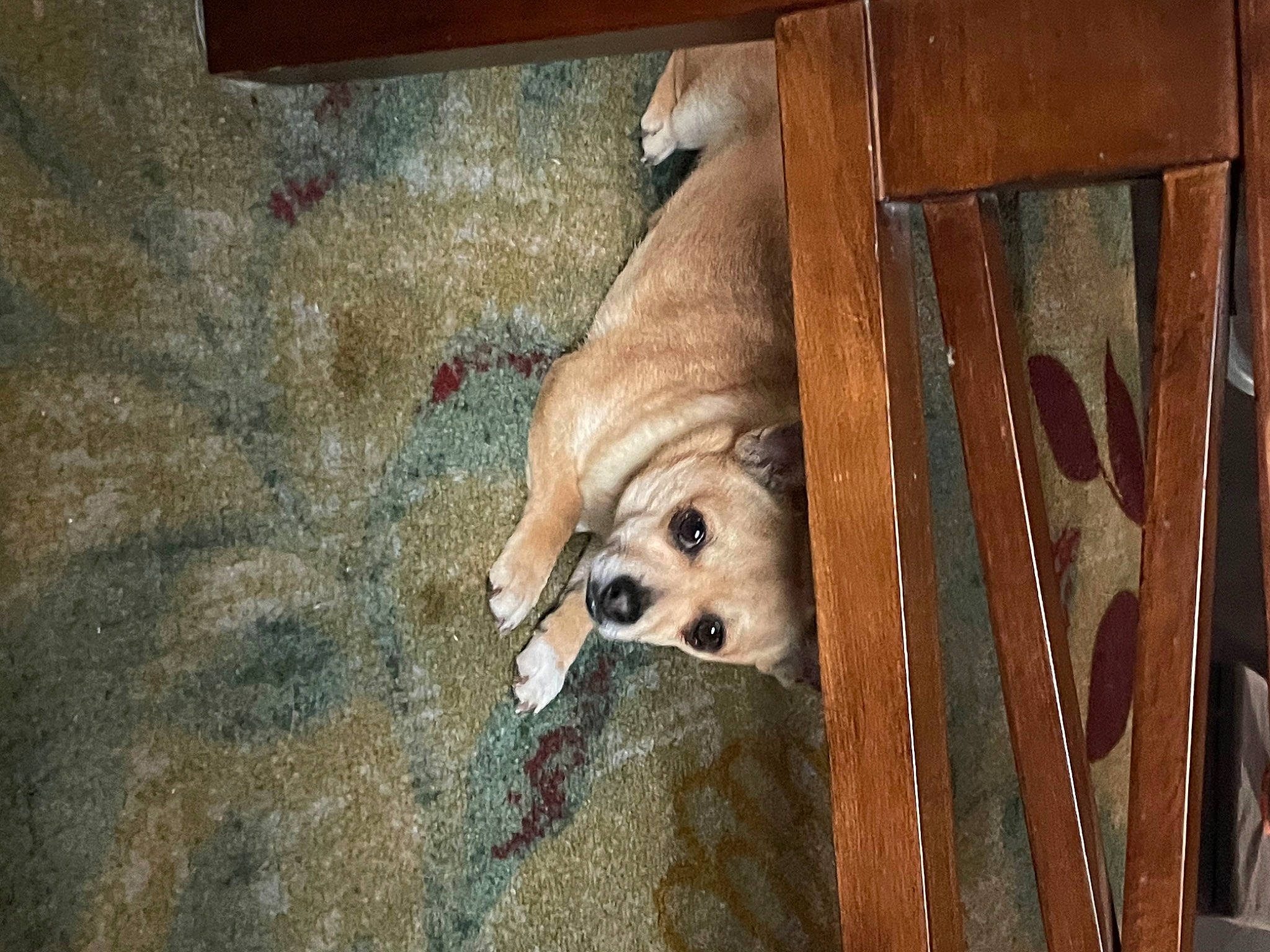 Bowie is registered to the contest to win money with this photo: animal_shelter, canidae, carnivore, companion_dog, dog, dog_breed, dog_crate, dog_supply, fawn, flooring, fur, hardwood, pet_supply, snout, sporting_group, terrestrial_animal, toy_dog, whiskers, wood, working_animal