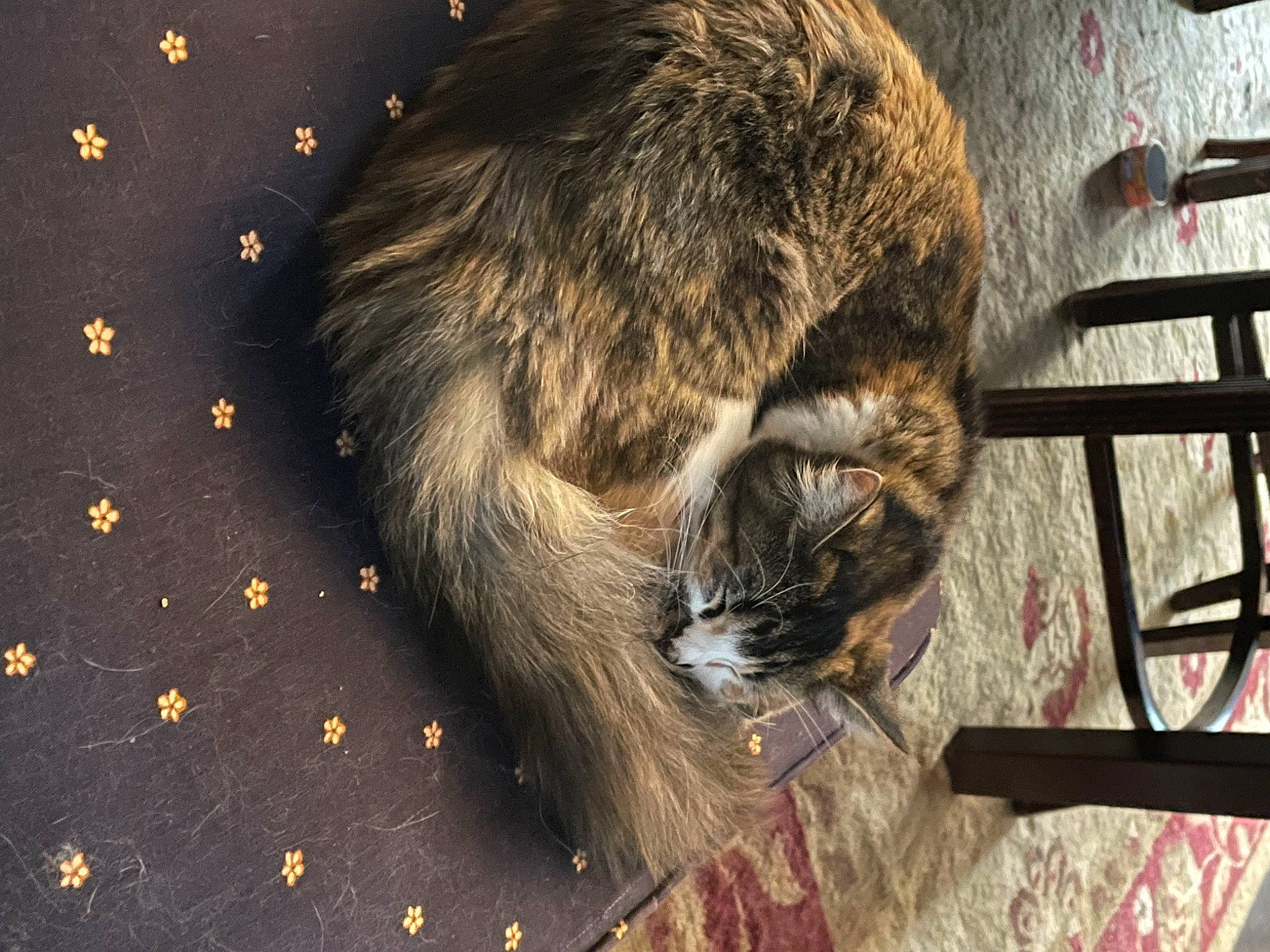 Butterscotch is registered to the contest to win money with this photo: carnivore, cat, claw, domestic_short_haired_cat, felidae, flooring, fur, road_surface, small_to_medium_sized_cats, snout, tail, terrestrial_animal, whiskers, wood