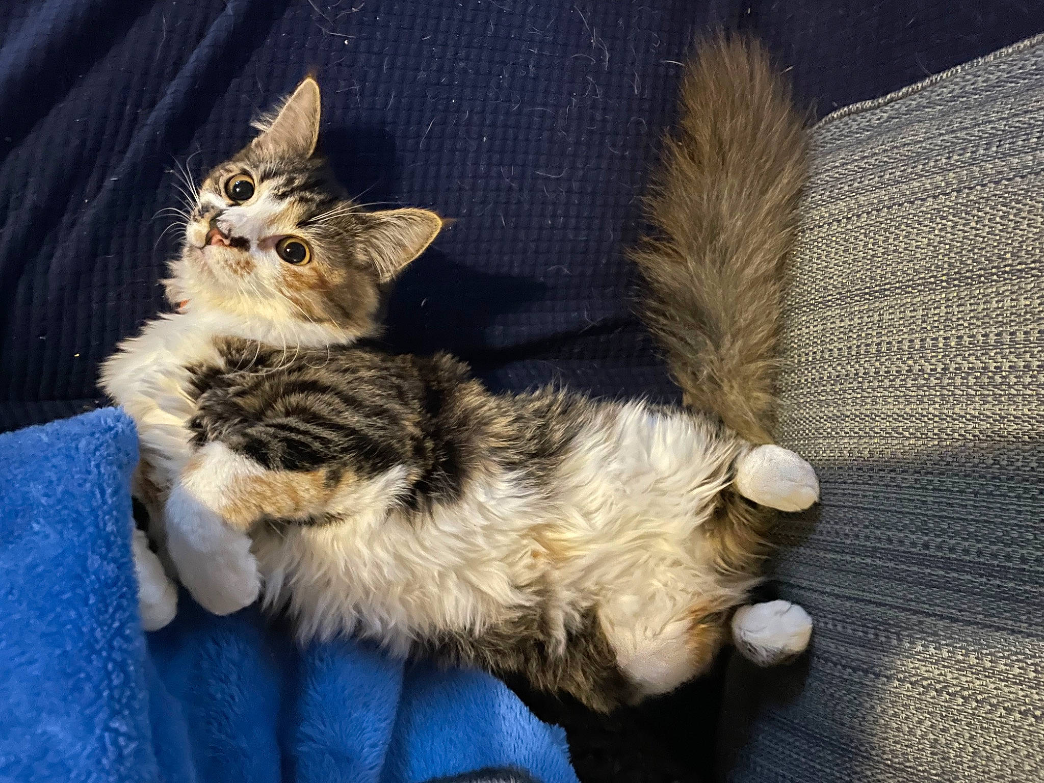 Butterscotch joined the competition — help win amazing prizes! canidae, carnivore, cat, cat_supply, claw, comfort, companion_dog, dog_breed, domestic_short_haired_cat, fawn, felidae, fur, maine_coon, paw, sitting, small_to_medium_sized_cats, snout, tail, terrestrial_animal, whiskers