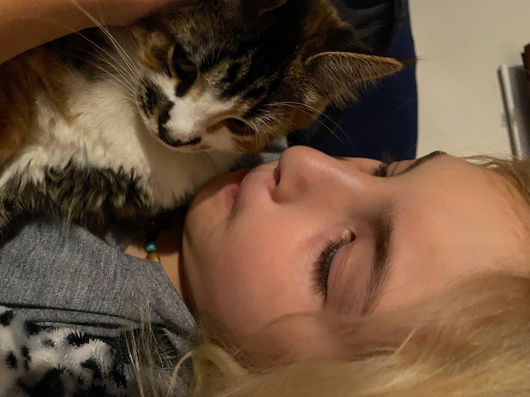 Butterscotch joined the competition — help win amazing prizes! carnivore, cat, comfort, ear, eye, eyebrow, eyelash, fawn, felidae, gesture, hairstyle, human_body, iris, lip, mouth, nose, skin, small_to_medium_sized_cats, textile, vertebrate