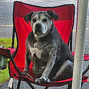 Jasmine joined the competition — help win amazing prizes! dog, chair, outdoor, pet, animal, red_chair, sitting, grass, road, folding_chair, paw, canine, fur, portrait, looking, calm, pet_friendly, daylight, nature, relaxing
