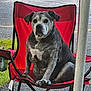 dog, chair, outdoor, pet, animal, red_chair, sitting, grass, road, folding_chair, paw, canine, fur, portrait, looking, calm, pet_friendly, daylight, nature, relaxing