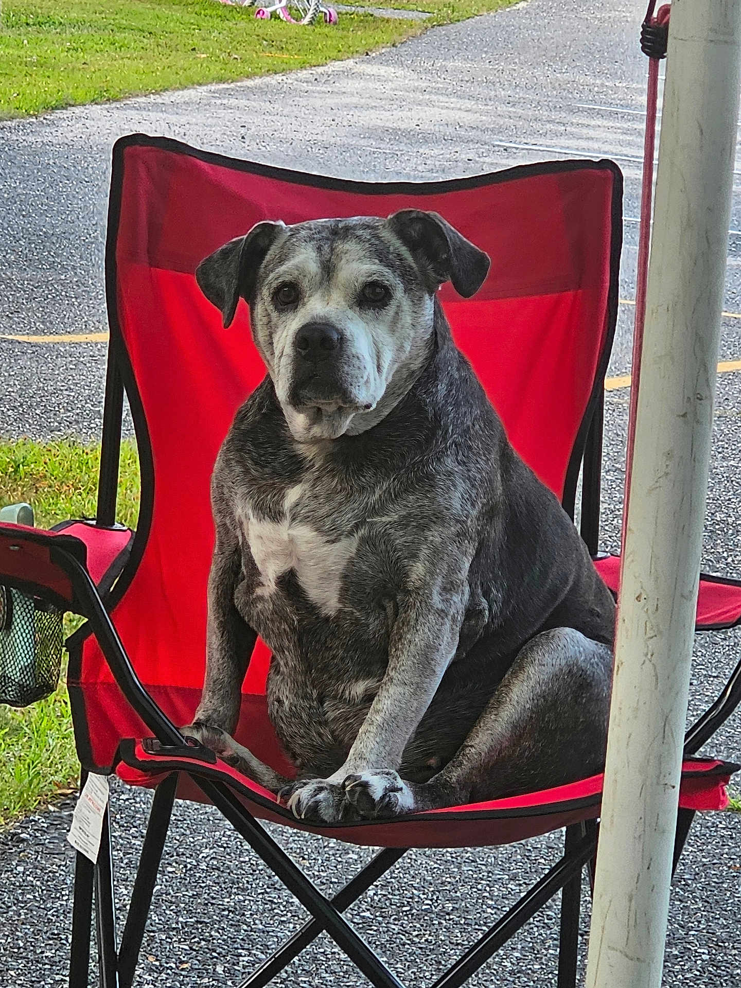 Jasmine joined the competition — help win amazing prizes! dog, chair, outdoor, pet, animal, red_chair, sitting, grass, road, folding_chair, paw, canine, fur, portrait, looking, calm, pet_friendly, daylight, nature, relaxing