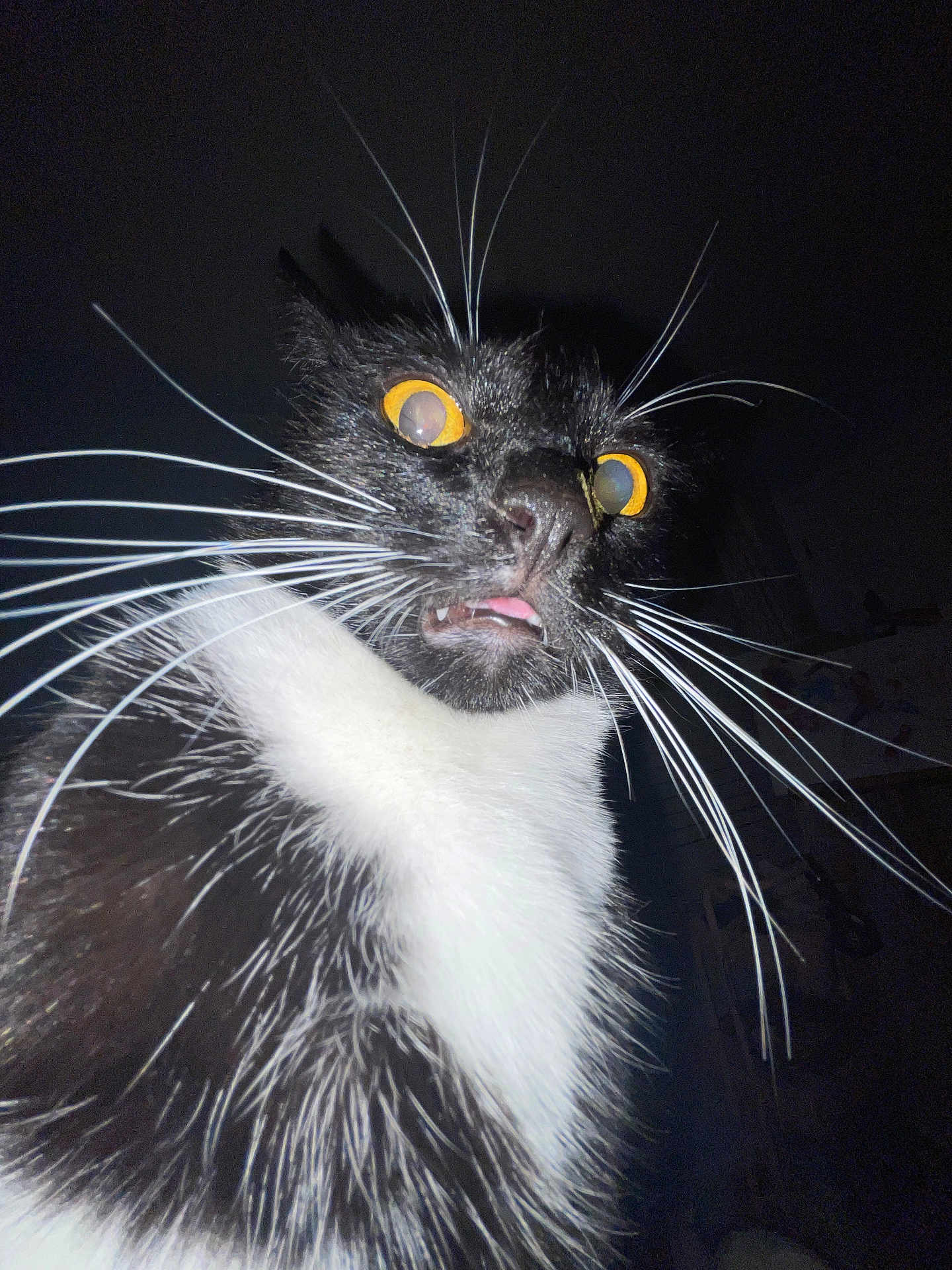 Bruce is registered to the contest to win money with this photo: cat, black_and_white, whiskers, close_up, wide_eyes, indoor, pet, fur, animal, night, portrait, face, curious, surprised, tongue, domestic_cat, feline, looking_up, low_light, expression
