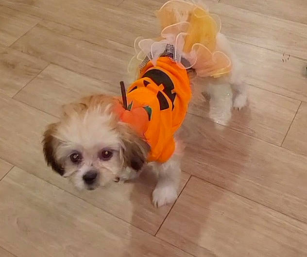 Aurora Gale joined the competition — help win amazing prizes! canidae, carnivore, companion_dog, dog, dog_breed, dog_supply, fawn, flooring, fur, hardwood, liver, mal_shi, shih_tzu, snout, sporting_group, toy_dog, varnish, wood, wood_stain, working_animal