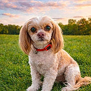 Ginger is registered to the contest to win money with this photo: dog, small_dog, pet, grass, field, outdoor, sunset, sky, clouds, nature, collar, floppy_ears, fur, animal, cute, portrait, sitting, greenery, daylight, canine