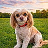 dog, small_dog, pet, grass, field, outdoor, sunset, sky, clouds, nature, collar, floppy_ears, fur, animal, cute, portrait, sitting, greenery, daylight, canine