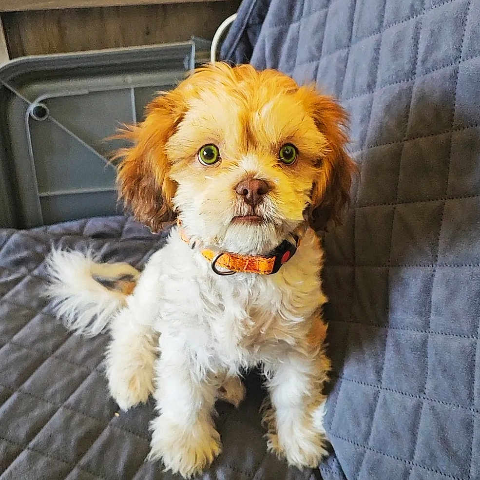 Lunatic Ginger