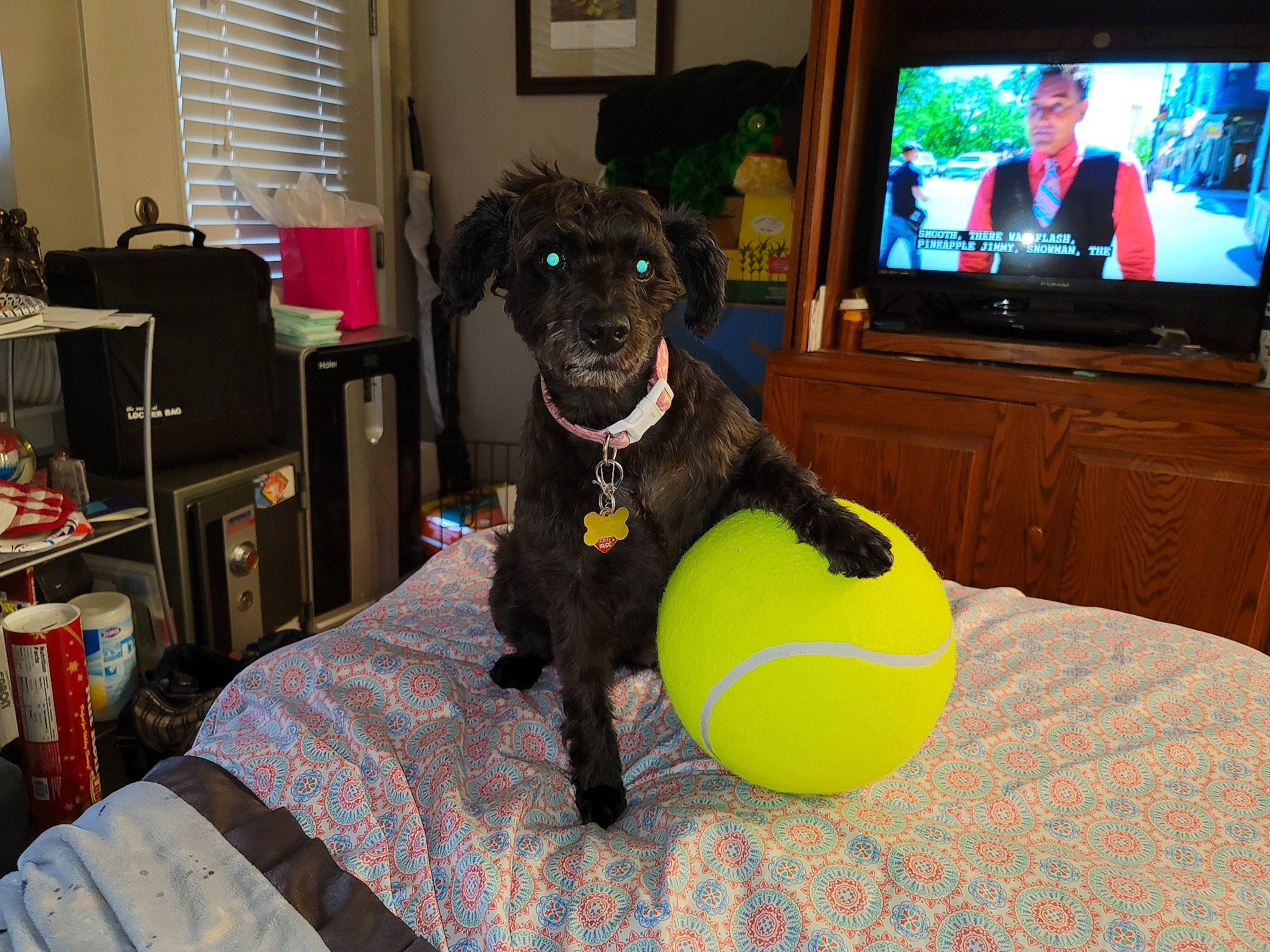 Galaxy Rain is registered to the contest to win money with this photo: cable_television, carnivore, comfort, companion_dog, couch, display_device, dog, dog_breed, dog_supply, fawn, flooring, living_room, room, sporting_group, stuffed_toy, television, television_set, toy, window, working_animal