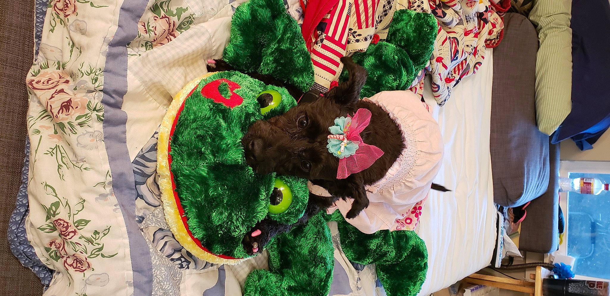 Galaxy Rain joined the competition — help win amazing prizes! art, christmas, christmas_decoration, christmas_ornament, costume_hat, craft, creative_arts, event, fashion_accessory, fur, green, headgear, holiday, linens, ornament, plant, tradition, tree, wool, woolen