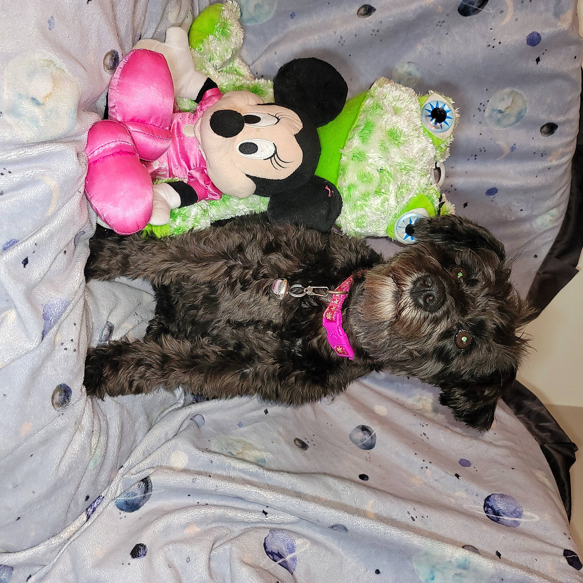 Galaxy Rain is registered to the contest to win money with this photo: canidae, carnivore, collar, comfort, companion_dog, dog, dog_breed, dog_collar, dog_supply, fur, linens, liver, pattern, pet_supply, plush, sporting_group, stuffed_toy, toy, water_dog, working_animal