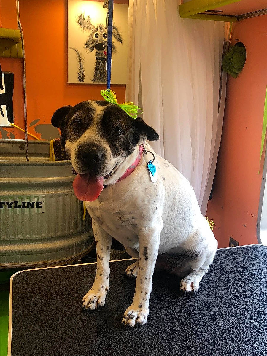 Cheyene joined the competition — help win amazing prizes! canidae, carnivore, collar, companion_dog, couch, curtain, dog, dog_breed, dog_collar, dog_supply, fawn, flooring, houseplant, leash, pet_supply, picture_frame, snout, sporting_group, whiskers, working_animal