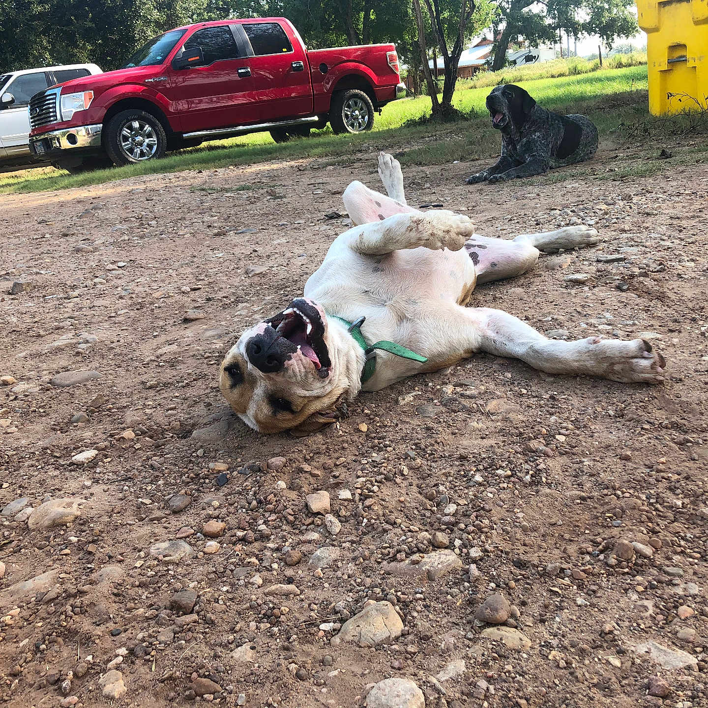 Clifford is registered to the contest to win money with this photo: alloywheel, animal, bulldog, canine, car, carwheel, dog, grass, machine, pet, pickuptruck, plant, soil, spoke, suv, tire, transportation, truck, vehicle, wheel