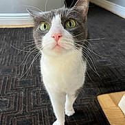 Kitty is registered to the contest to win money with this photo: alert, animal, cat, close_up, curious, floor, gray_fur, green_eyes, home, indoor, kitchen, pet, photography, pink_nose, portrait, rug, standing, tuxedo_cat, whiskers, white_fur