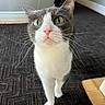 alert, animal, cat, close_up, curious, floor, gray_fur, green_eyes, home, indoor, kitchen, pet, photography, pink_nose, portrait, rug, standing, tuxedo_cat, whiskers, white_fur
