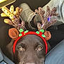 Arlo a rejoint le concours — aidez-le/la à gagner de superbes lots ! dog, puppy, reindeer_ears, christmas_accessory, car_interior, seat, leather, shoe, leg, resting, cute, brown_dog, holiday, lights, close_up, pet, animal, nose, head, looking_up
